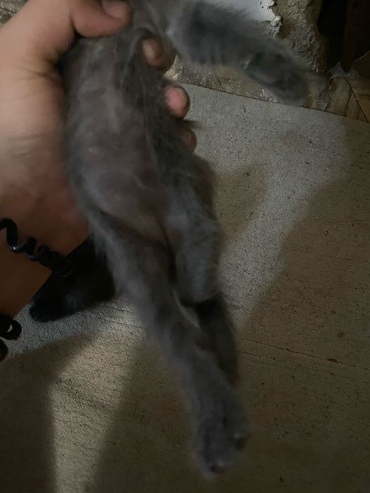 Отдам двух котят даром