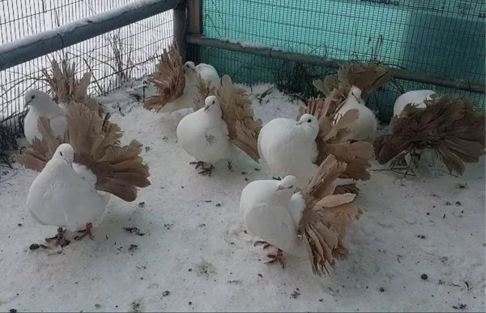 Продам павлинов !