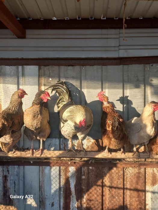 Атеш сатылады кзо