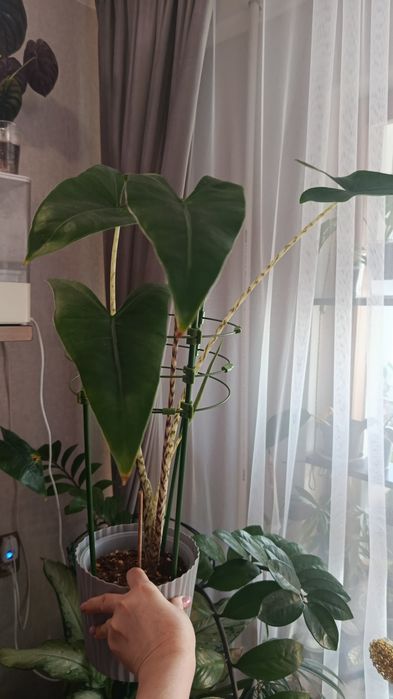 Продам комнатные цветы