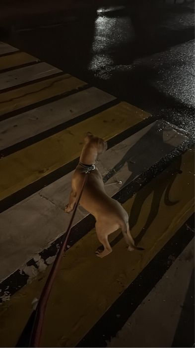 продается Путбультерьер