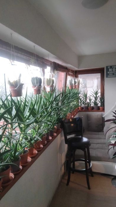 Vând Plante mature de Aloe Vera în ghiveci