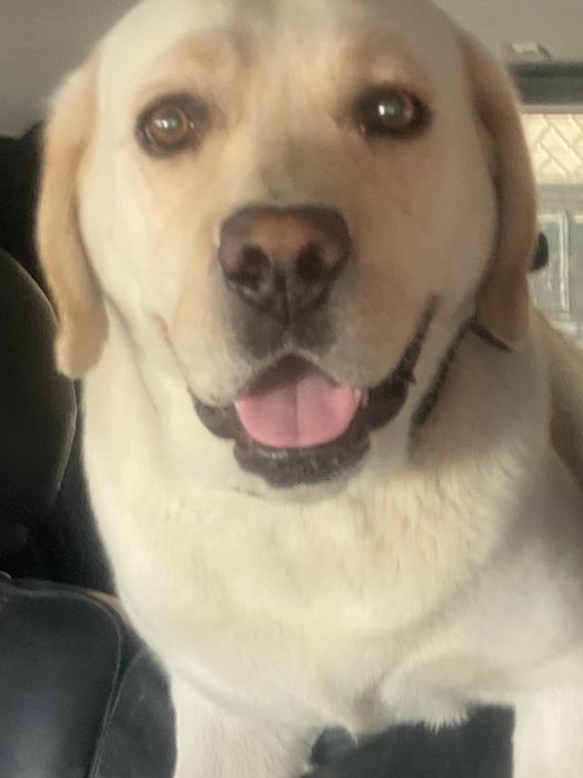 Вязка Лабрадора