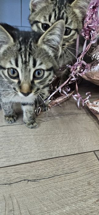 Котенок мальчик 2 месяца