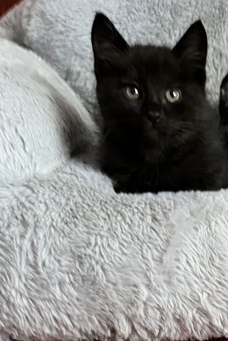 Бесплатно отдам котика