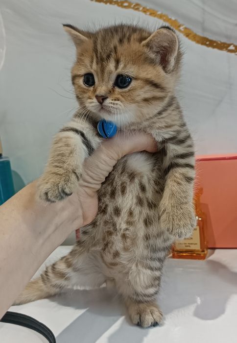 Золотые шиншилы в наличии