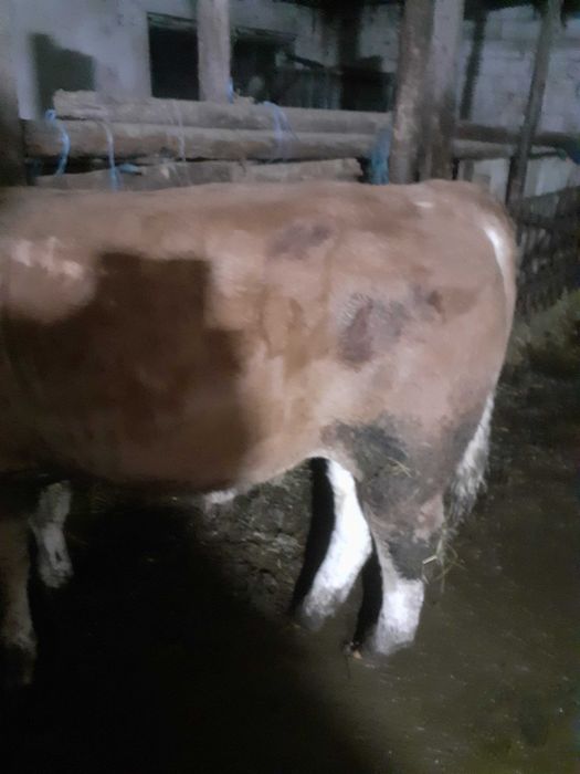 Vând        tăuraș