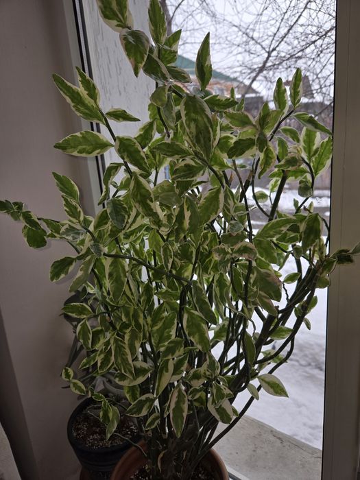 Продам педилантус