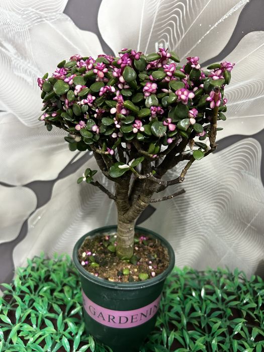 Комнатные  цветы