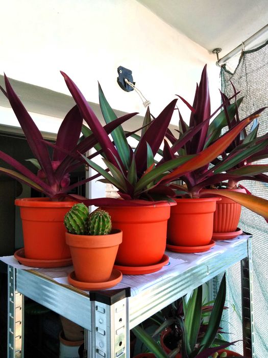 Rhoeo discolor (Bărcuța cu crini sau Bârfa babelor)