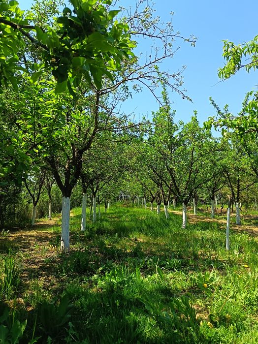 Casă de vacanță la marginea satului Susag– Refugiu liniștit la țară, teren generos și potențial de extindere
