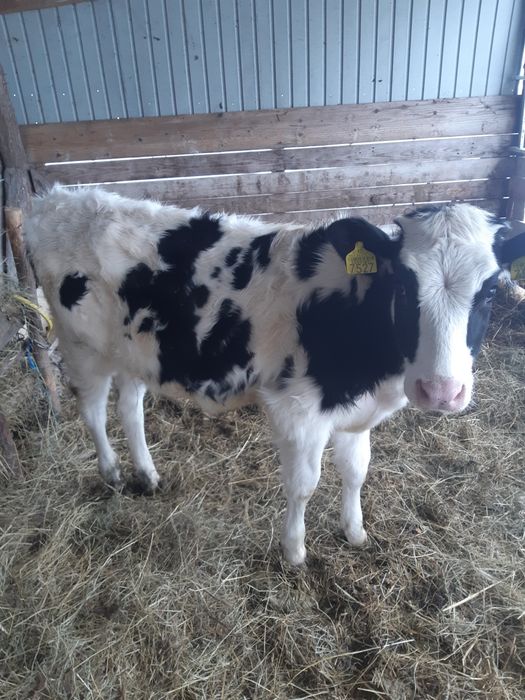 Vand o vitea rasă de LAPTE