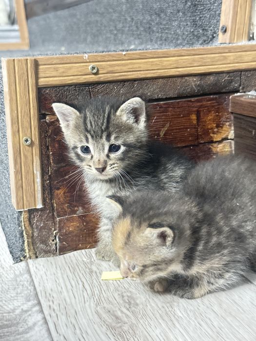 Отдам домашних котят даром