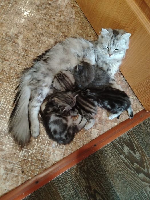 Шотландские котята