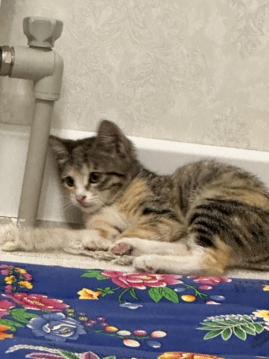 Котенок в добрые руки