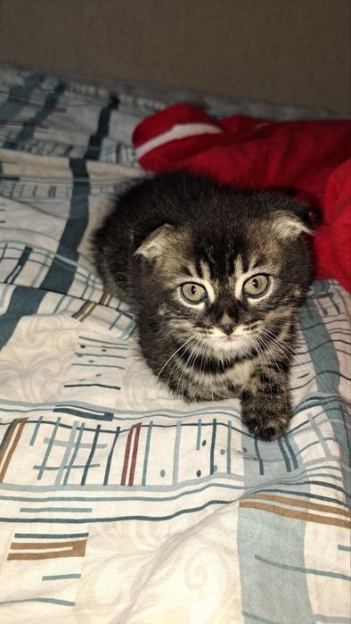 Катенька смешанная парода бенгал с шотландская веслоухой