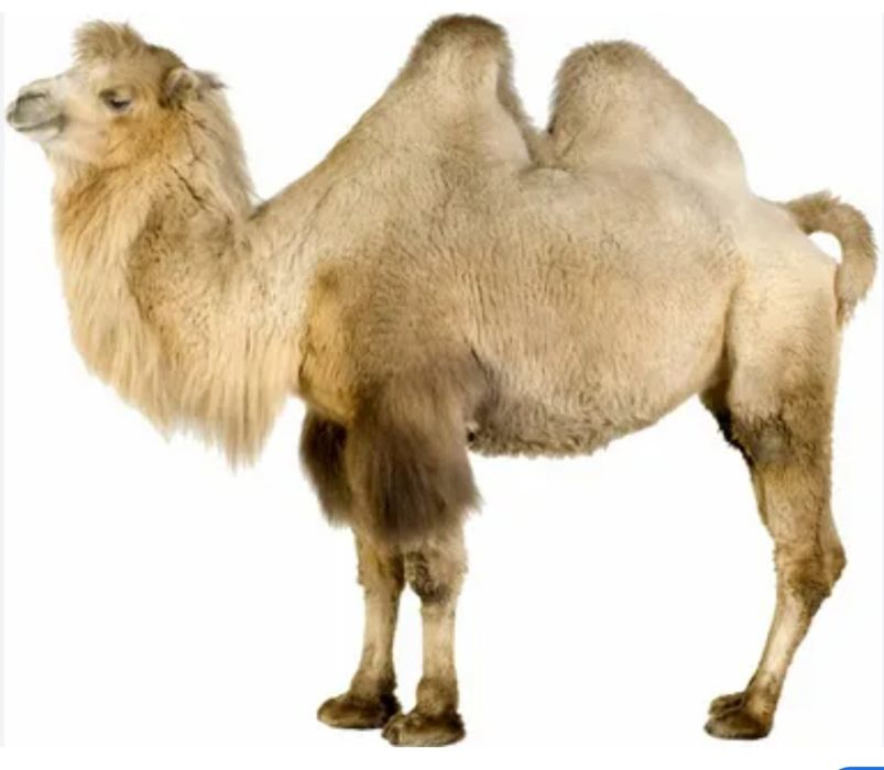 Түйе еті сатылады