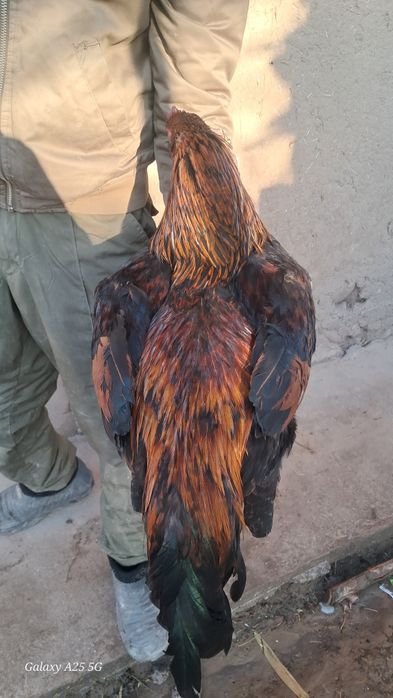 Dakan xoroz sotiladi