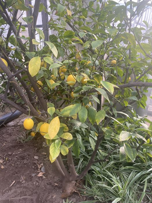 Продам домашние лимоны