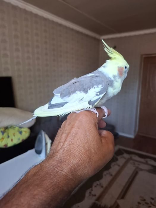 Попугай корелли.