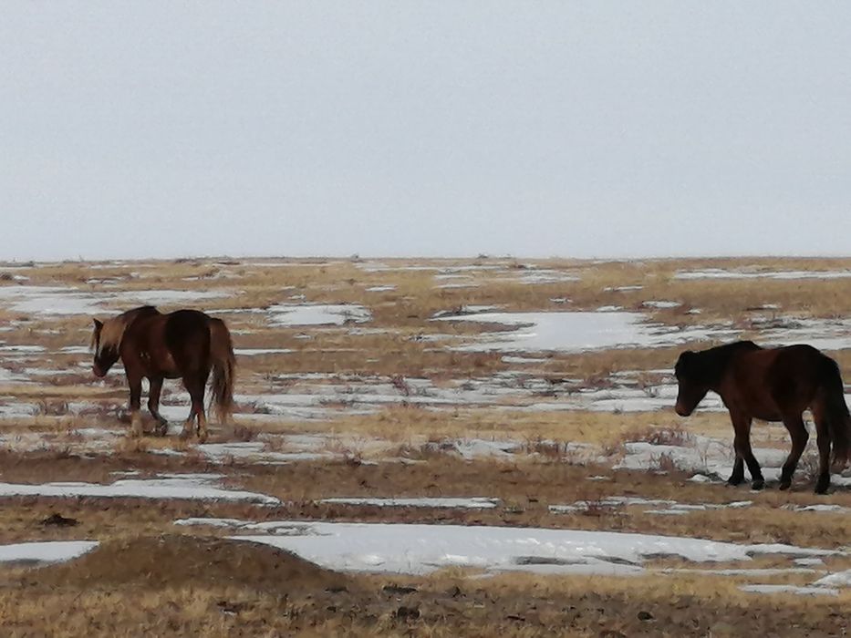 Жылкы сатылады биелер ай