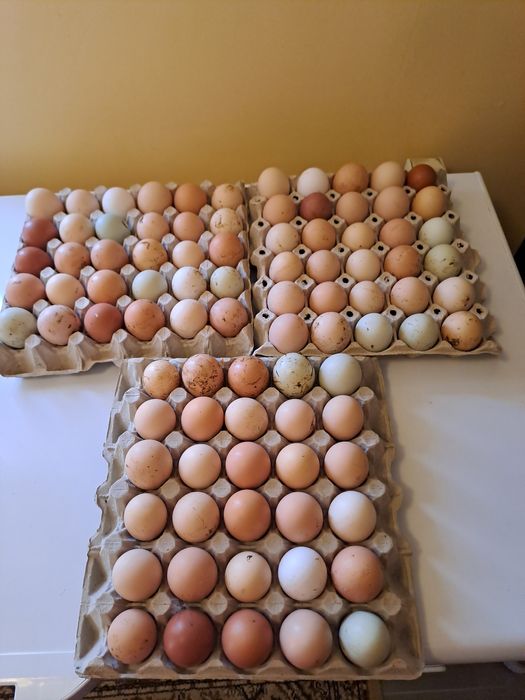 Vând ouă pentru incubat