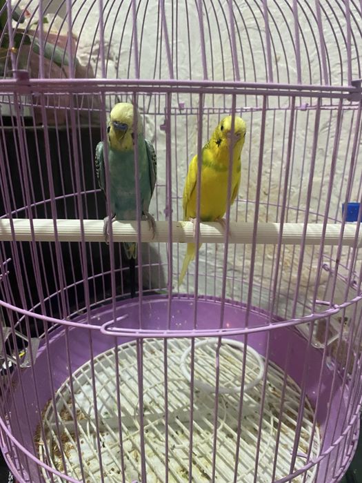 Прадается папугай