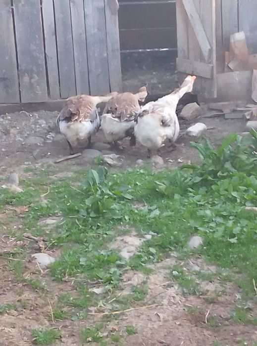 Vând două gâște și un gascan