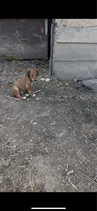 Тазы шенки продам