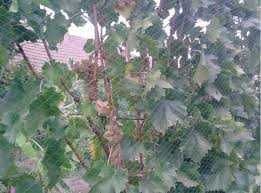 PLASA ANTI-PASARI/Protectie Contra Pasarilor Latime 2/3/4/5/8/12/20 m