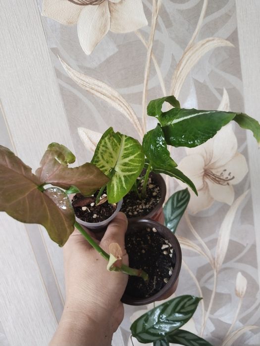 Продам комнатные цветы