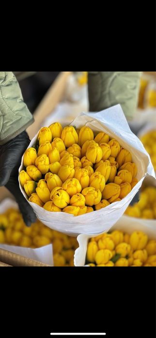 Тюльпаны, тюльпаны розница и опт