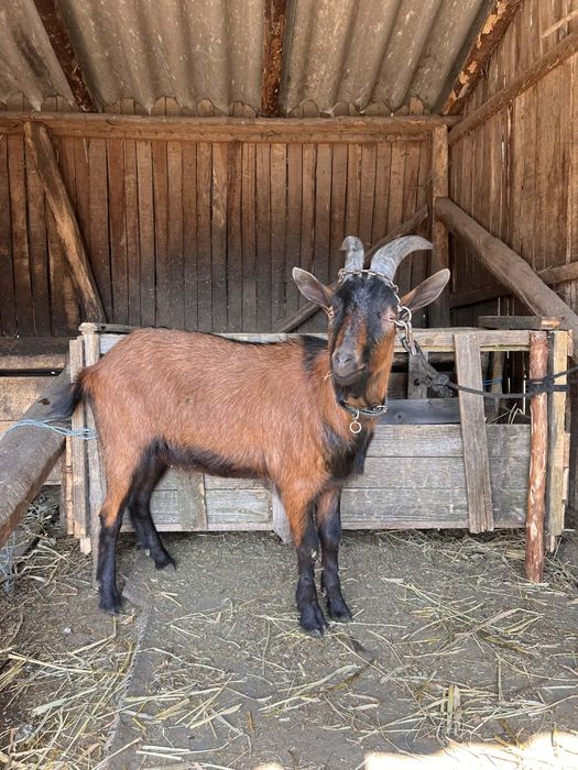 Vând țap rasă alpin francez