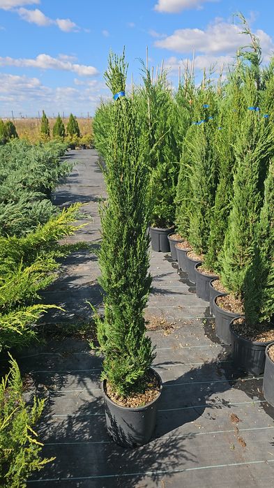 cupressus sempervirens ( chiparos toscana )