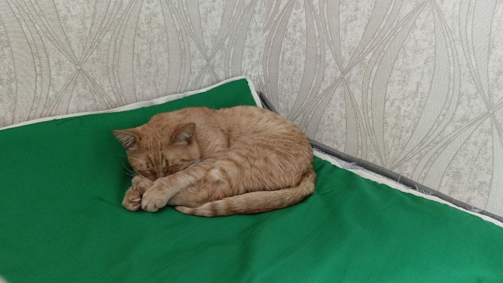 Отдам кота в добрые руки