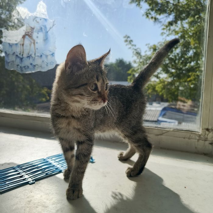 Отдаем котенка в добрые руки