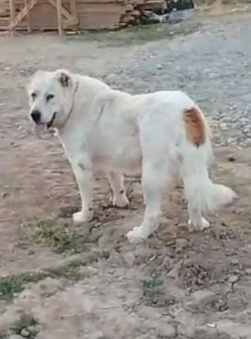 Ургашы линиясы бар