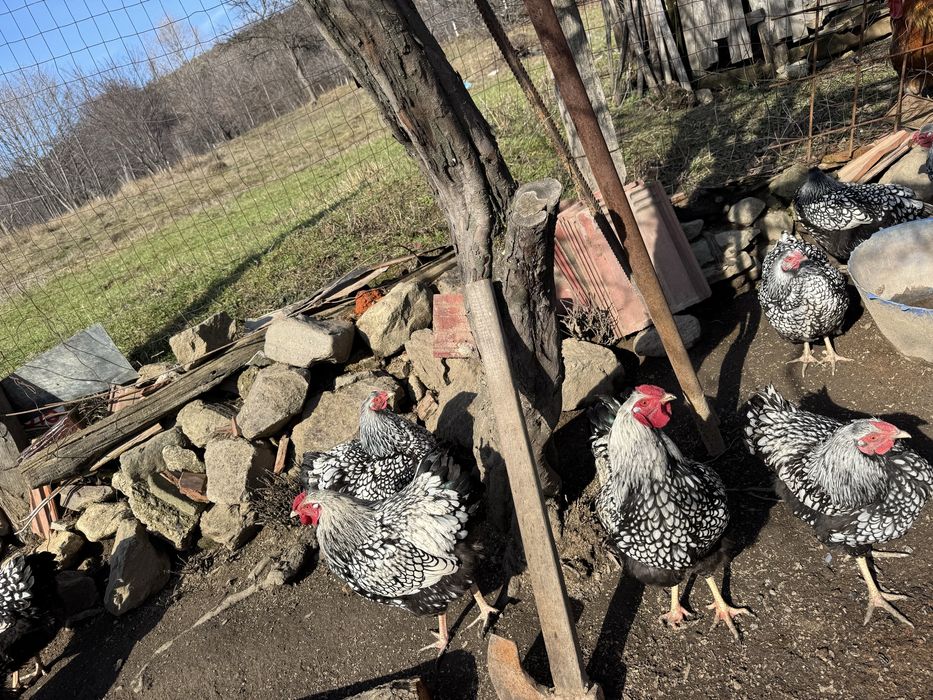 Vand cocosi din rasa Wyandotten