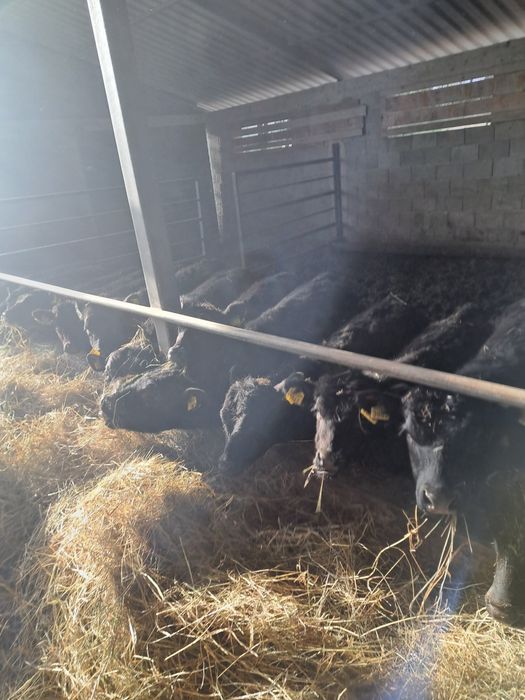 Vitei ,angus, Vițele ,de carne