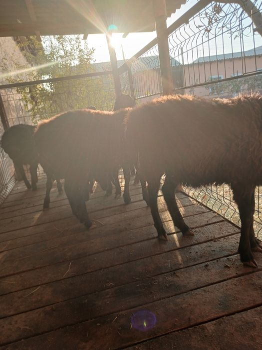 Куйхона сотилади хамма кулайлиглари бор тайор