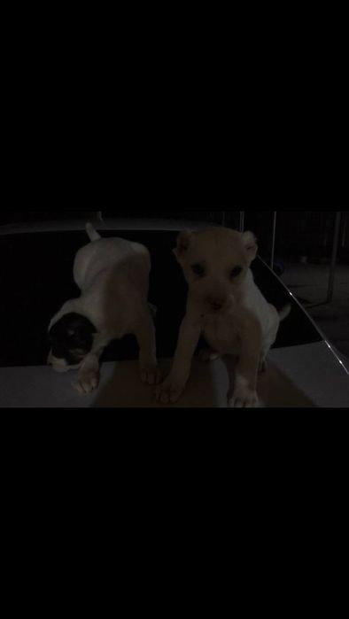 Turkman alabayi tozasi ota onasi bor qogan malumotni telda gaplawamza