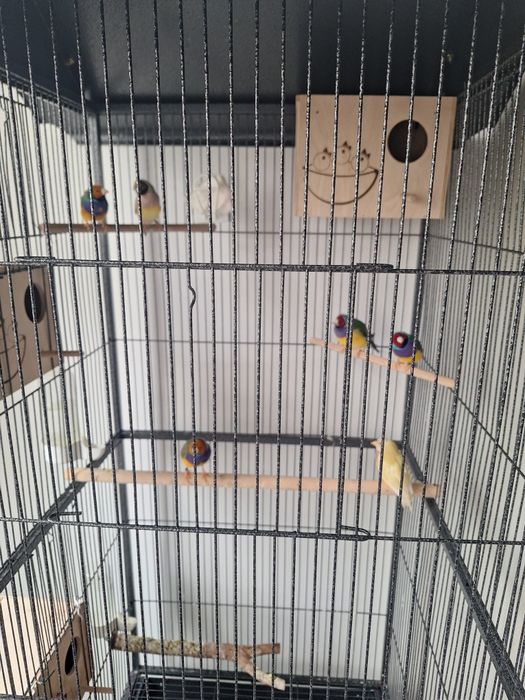 Gould  Amandine+Voliera