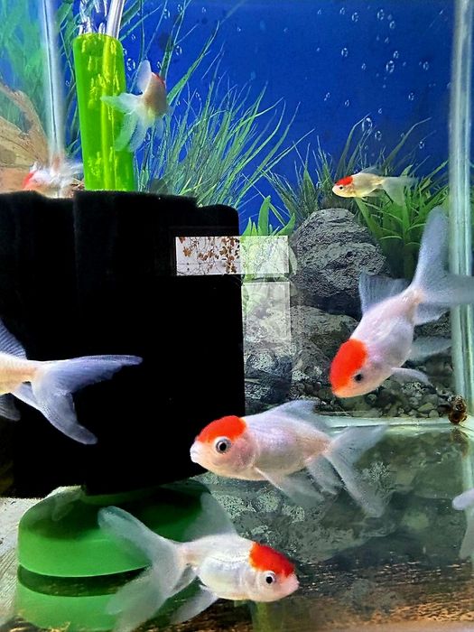 Золотые рыбки Скалярия.