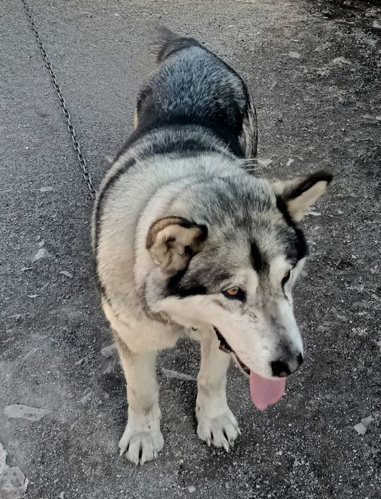 Аляскинский маламут