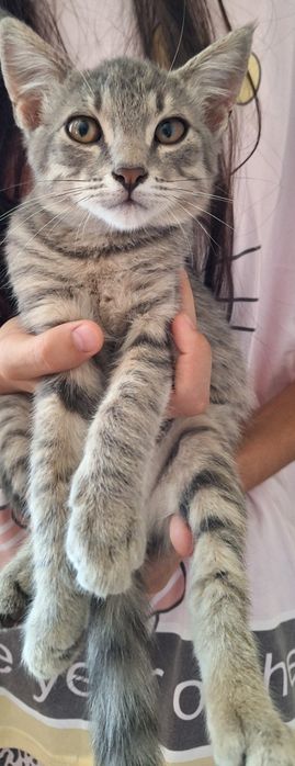4 котята очень милые и умные