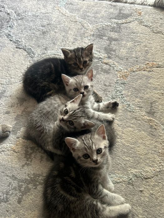Продам котят цена 15000