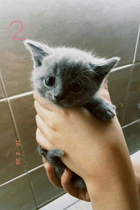 котята порадистый