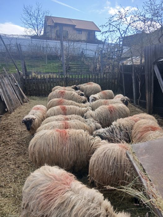 Vând oi tinere țurcane bucalai bune de lapte. Pentru mai multe detalii sunați la numărul de telefon  0762942262