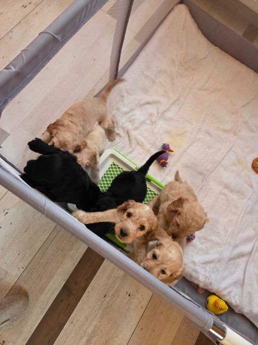 Кучета за трюфел