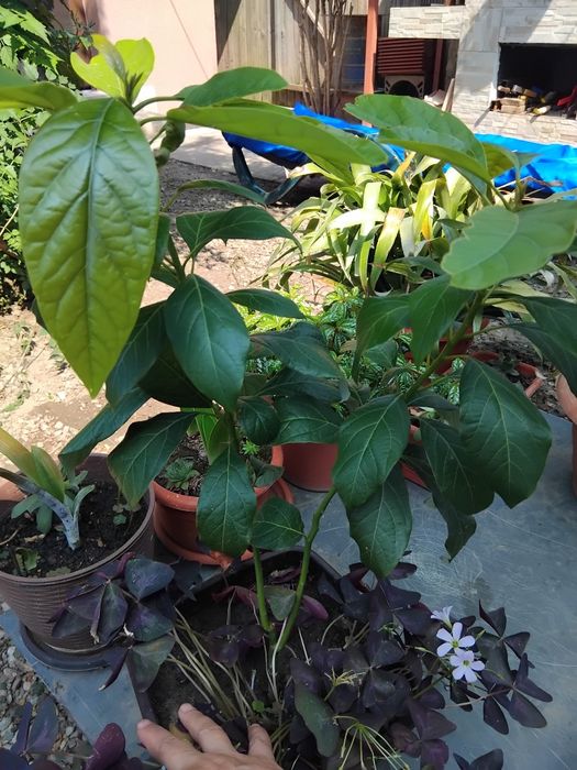 Avocado arbore ghiveci